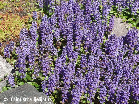 Ajuga reptansa